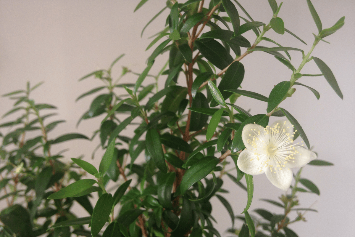 Myrtus communis 'Compacta.png